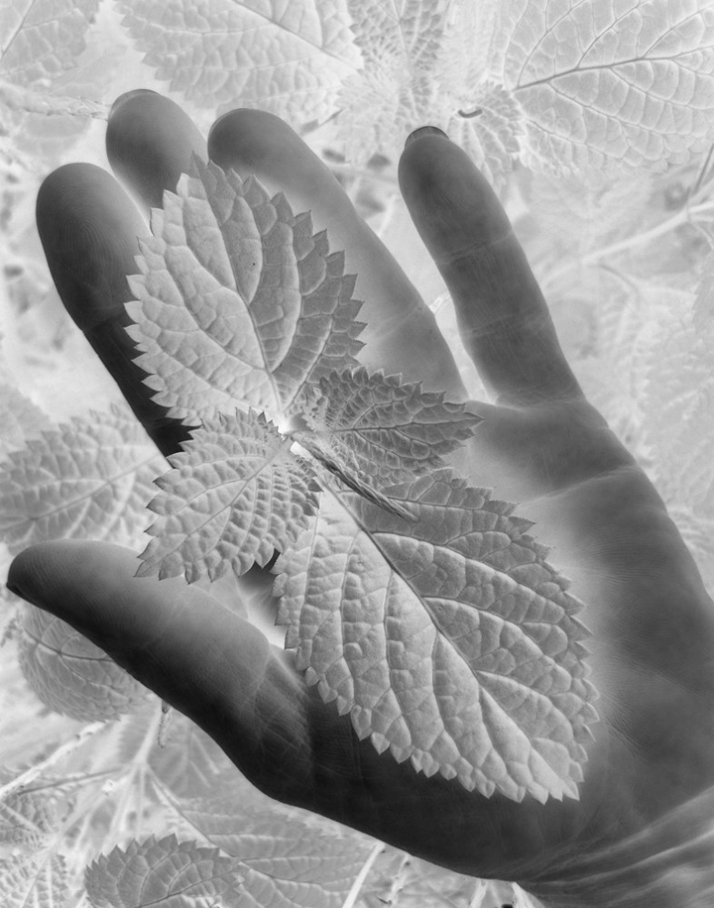 Leaf: Printed negative by Jodell Roberts