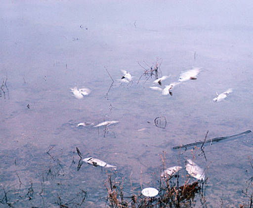 Water Pollution, Fish Kill'. Photo by W. L. French for Fish and Wildlife