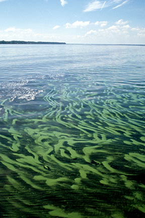 An overabundance of nitrogen and phosphorus can cause blooms of algae that turn the water noticeably green.