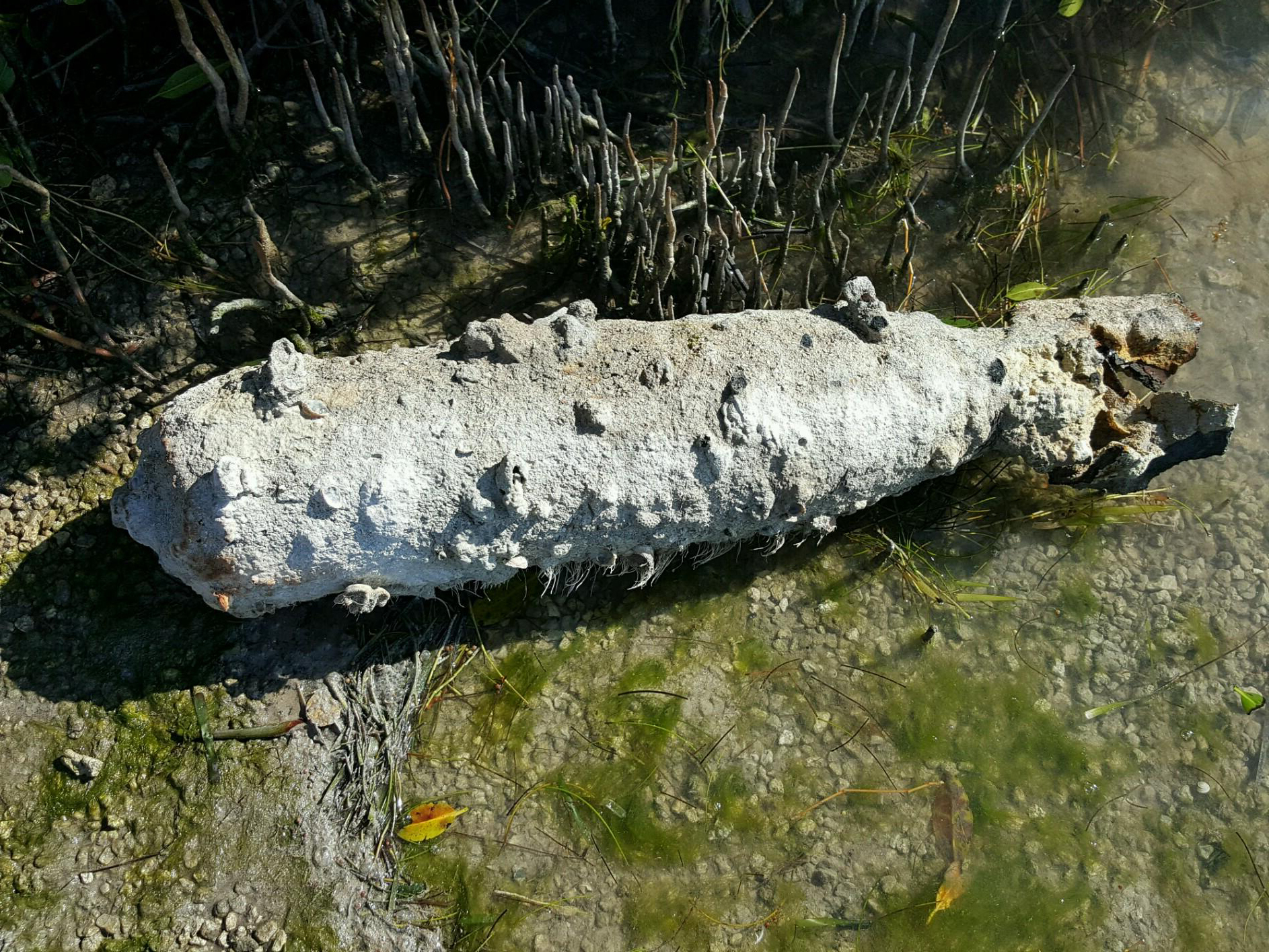 Possible Old Military Device Found Near Knight’s Key
