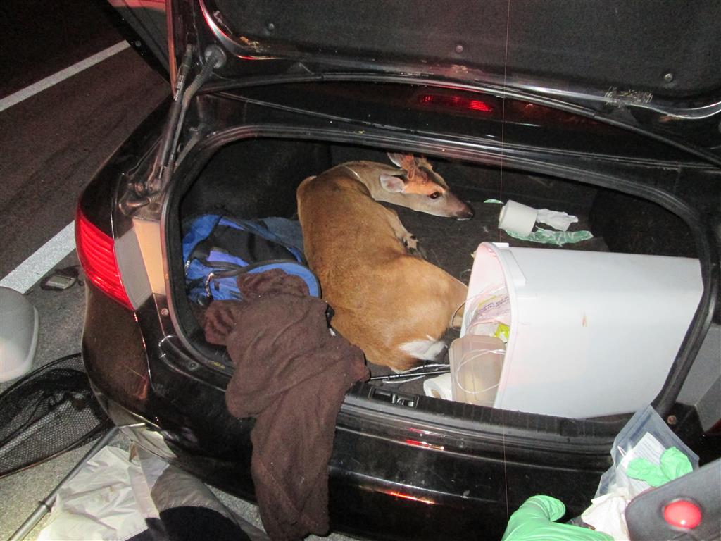 KEY DEER RESCUE: 3 Key Deer Found Hog Tied/Bleeding During Traffic Stop