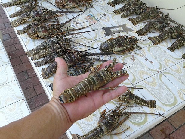 Resource Violation Arrests – Two Charged with Undersized Lobster Out of Season