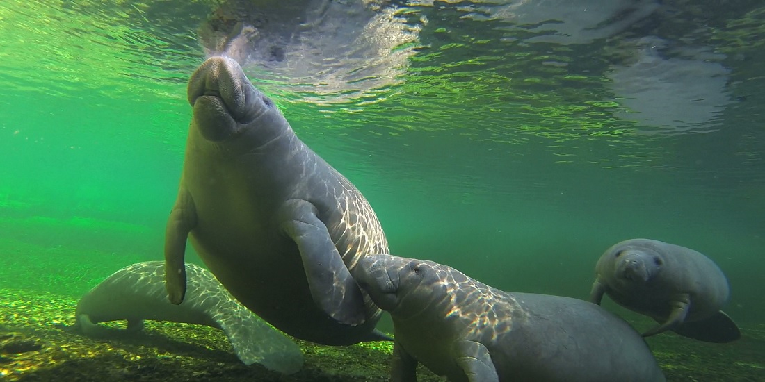 Higher Manatee Count Simply Means We Have More to Protect