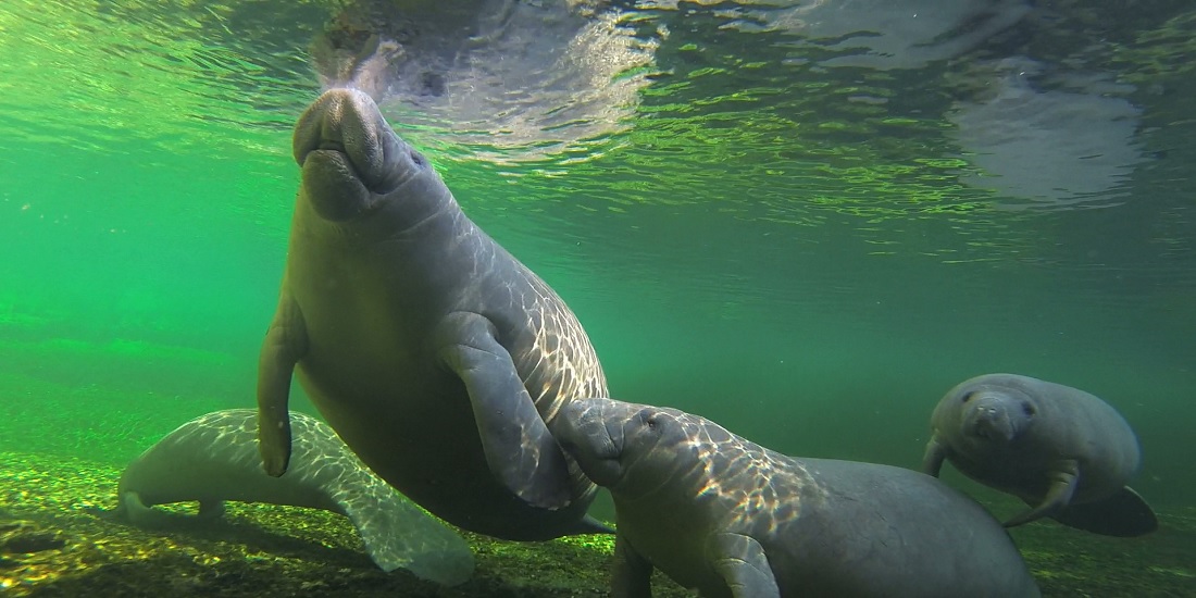 Florida Manatees Get Scrooged for the Holidays