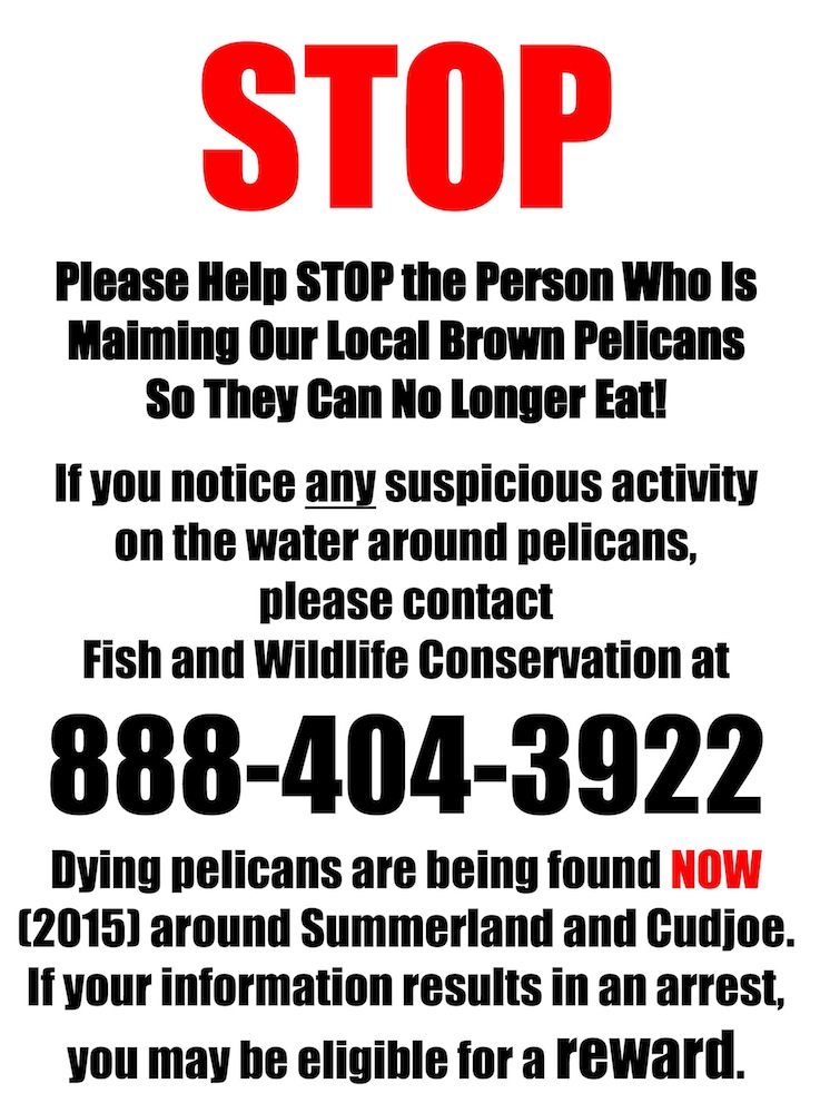 Please Help STOP Person Maiming Pelicans