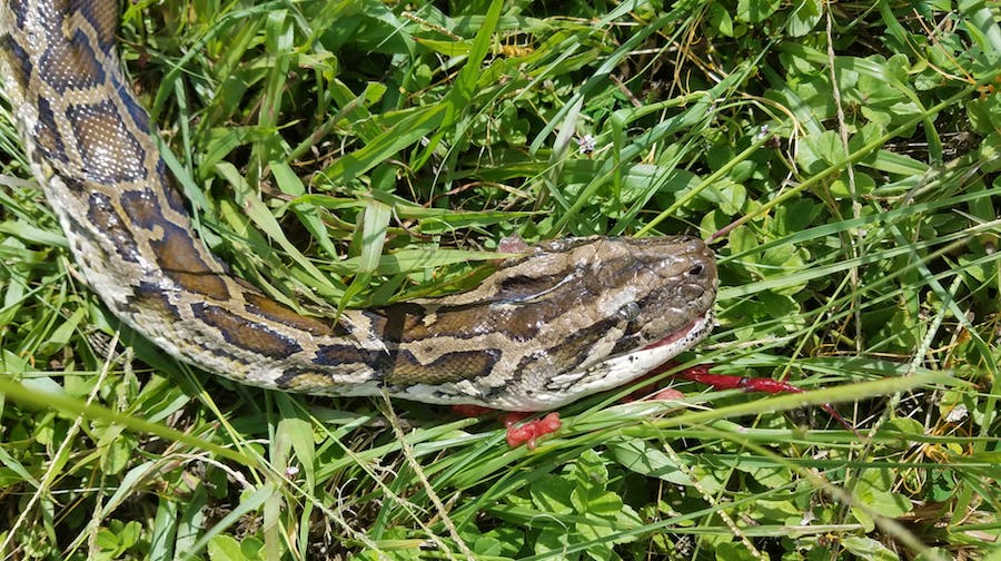9-Foot Burmese Python Sighting Reported in Key Largo