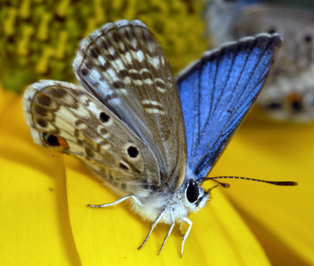 Endangered Butterflies to be Released in Key Largo