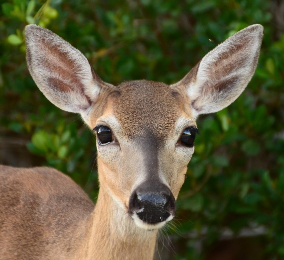 Key Deer Population Makes it Through Another Major Incident