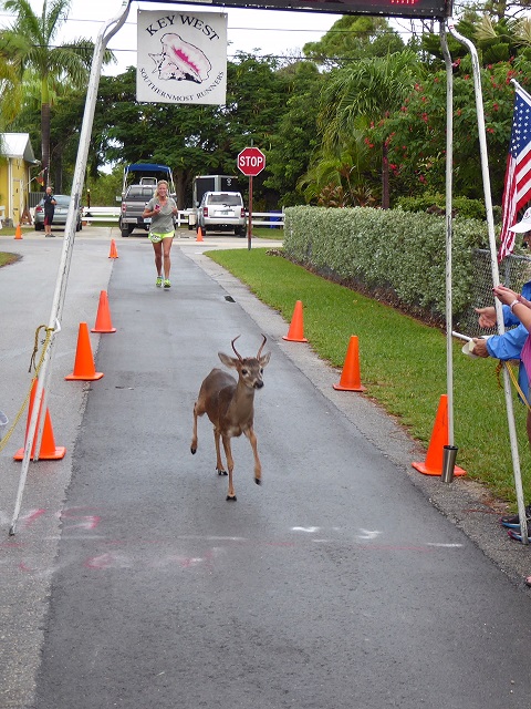 Race to Save What’s Endangered: Florida Keys Wildlife Society Seeks Registrants for Annual Run with Deer 5K Run/Walk: