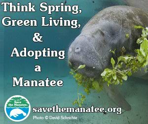 Hop To It! Adopt a Manatee for Easter!