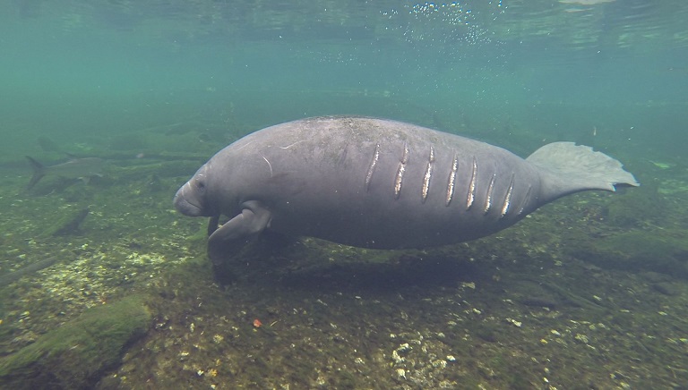 Watch for Manatees When Out on the Water