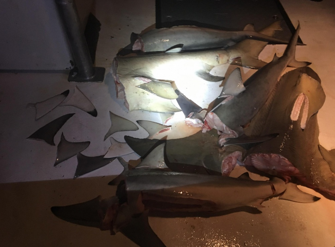 Illegal Shark Fins Found On Fishing Vessel