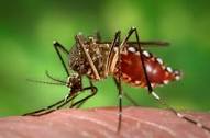 FDA PUBLISHES PRELIMINARY FINDING OF NO SIGNIFICANT IMPACT ON OXITEC’S OX513A MOSQUITO