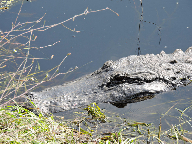 FWC Provides Tips for Living with Alligators