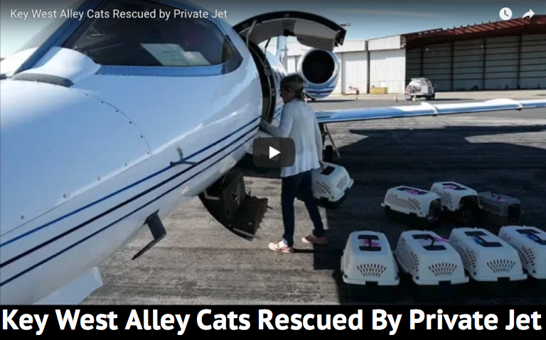 KEY WEST ALLEY CATS RESCUED IN A PRIVATE JET…