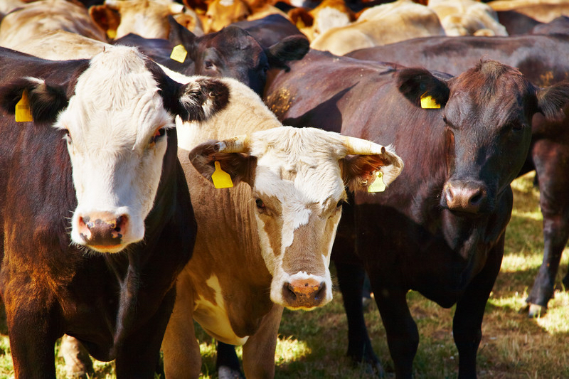 South Florida Awash in Cow Manure
