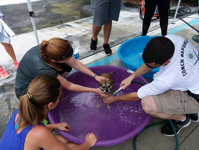 Dog Wash Raises Money for SPCA