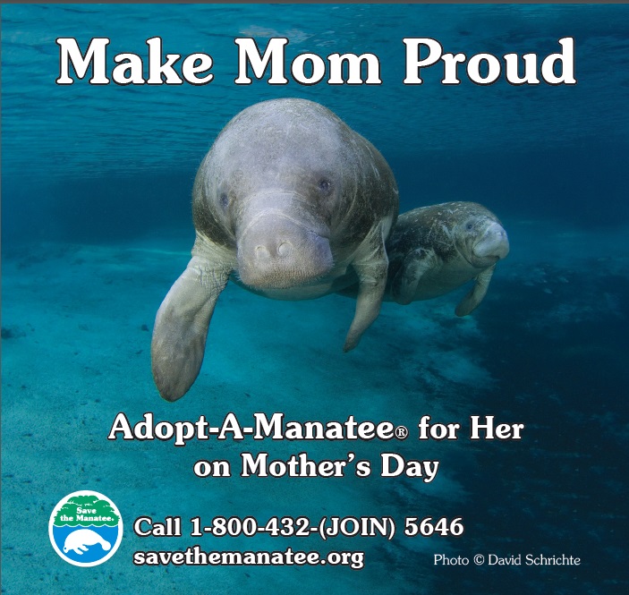 Adopt a Manatee for Mother’s Day