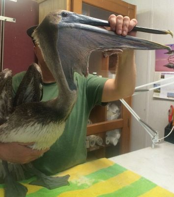 crew of "Double Down" for spotting and rescuing this juvenile Brown Pelican with a severe pouch tear! — with Double Down Sportfishing.
