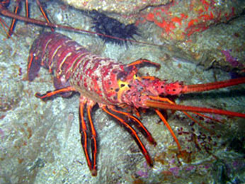 Law Enforcement Gets Lobster Killer