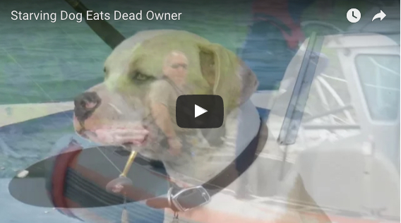starving dog eats