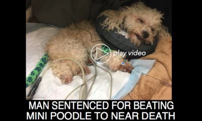 Man Sentenced For Beating Mini Poodle to Near Death - Key West The ...