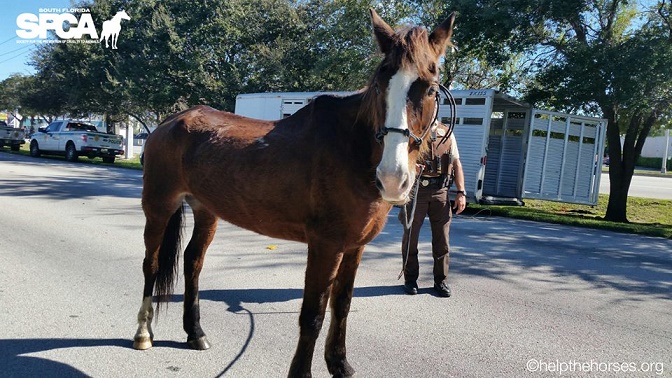 Abused Horse Finds New Home in Key West
