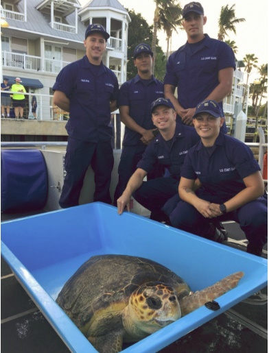Coast Guard, Turtle Hospital Crews Release 150-Pound Loggerhead Sea Turtle Near Key West