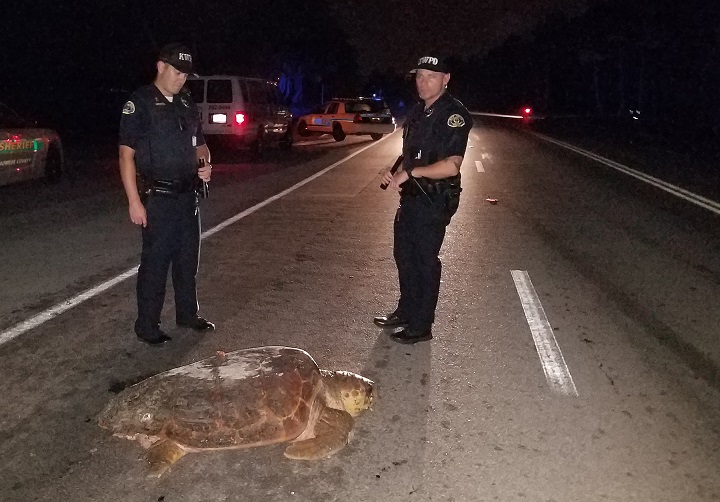 Officers Stops Traffic for Turtle