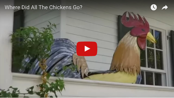 where-did-all-the-chickens-go
